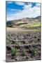 Andean vegetation, Ecuador, South America-Alexandre Rotenberg-Mounted Photographic Print