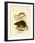 Andean Versper Mouse-null-Framed Giclee Print