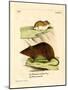 Andean Versper Mouse-null-Mounted Giclee Print