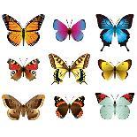 Butterflies Photo-Realistic Vector Set-andegro4ka-Art Print