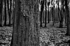 Dark Forrest-anderm-Framed Photographic Print