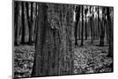 Wood Mount