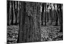 Wood Mount