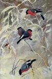 Bullfinches by Kongsrud-Anders Kongsrud-Giclee Print