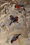 Bullfinches by Kongsrud-Anders Kongsrud-Giclee Print