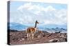 Andes of Central Ecuador-xura-Stretched Canvas