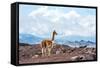 Andes of Central Ecuador-xura-Framed Stretched Canvas