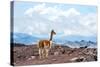 Andes of Central Ecuador-xura-Stretched Canvas