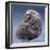Andesite Statue from Mexico, Depicting the God Quetzalcoatl-null-Framed Giclee Print