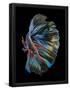 Essential Black