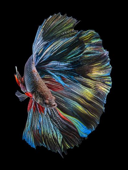 Premium Photographic Print, , large