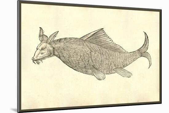 Andora Piscis Aspectu Fuillo-Ulisse Aldrovandi-Mounted Art Print