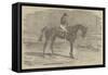 Andover, the Winner of the Derby, 1854-Benjamin Herring-Framed Stretched Canvas
