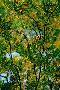 Laminate