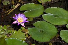 Pink Lotus and A Bee-andras_csontos-Framed Photographic Print