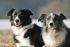 2 Border Collies-Andraz_Cerar-Mounted Photographic Print