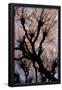 Essential Black