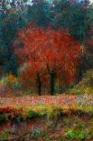 Red Tree-Andre Burian-Giclee Print