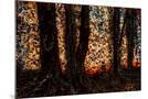 Wood Mount