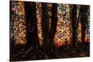 Stretched Canvas