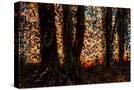 Stretched Canvas