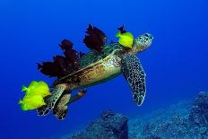 Green sea turtle (Chelonia mydas) head detail, Kailua-Kona, Hawaii-Andre Seale-Stretched Canvas