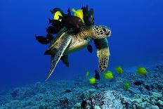 Green sea turtle, Chelonia mydas, gets cleaned by yellow tangs, Zebrasoma flavescens-Andre Seale-Photographic Print