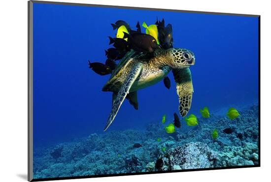 Photographic Print, , large