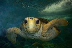 Green sea turtle, Chelonia mydas, gets cleaned by yellow tangs, Zebrasoma flavescens-Andre Seale-Photographic Print