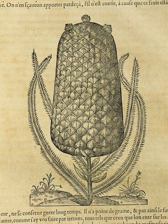 Pineapple (Ananas Comosus) , 1575