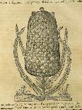 Pineapple (Ananas Comosus) , 1575-Andre Thevet-Giclee Print