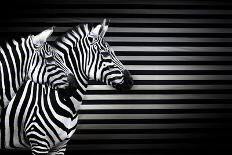 Black White And Zebras-Andre Villeneuve-Framed Stretched Canvas