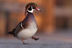 Duck Danse-Andre Villeneuve-Mounted Photographic Print