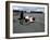 Andrea De Cesaris in a Mclaren-Cosworth MP4, British Grand Prix, Silverstone, 1981-null-Framed Photographic Print