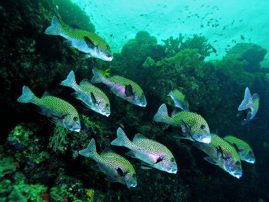 Premium Photographic Print, , large