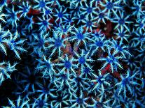 Gobidon Gobiodon of the Corals (Pleurosicya Mossambica) on a Colony of Diploastrea-Andrea Ferrari-Photographic Print