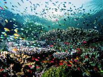 Madreporic Formation at Sipadan Island with Thousands of Little Chromis and Pseudanthias Fishes-Andrea Ferrari-Photographic Print