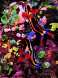Sea Anemones (Heteractis Magnifica) and Clown Fish (Amphiprion Nigripes)-Andrea Ferrari-Photographic Print