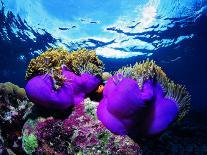 Zebra Crab (Zebrida Adamsii) in Symbiosis with an Astropyga Radiata Sea Urchin-Andrea Ferrari-Photographic Print