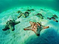 Sea Stars (Protoreaster Nodosus)-Andrea Ferrari-Photographic Print