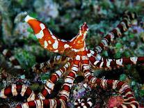 Sea Anemones (Heteractis Magnifica) and Clown Fish (Amphiprion Nigripes)-Andrea Ferrari-Photographic Print