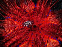 Zebra Crab (Zebrida Adamsii) in Symbiosis with an Astropyga Radiata Sea Urchin-Andrea Ferrari-Framed Photographic Print