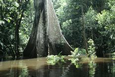 Brazil Flooded Forest, Amazon-Andrea Florence-Framed Stretched Canvas