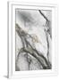 Gramercy White