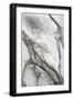 Black Frame
