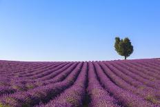 France, Provence-Alpes-Cote D'Azur, Plateau of Valensole, Lavender Field-Andrea Pavan-Photographic Print