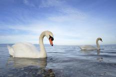 Mute Swan in Water-AndreAnita-Mounted Photographic Print