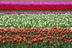 Tulip Fields in Holland-AndreAnita-Framed Stretched Canvas