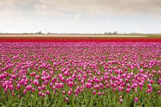 Tulip Fields in Holland-AndreAnita-Laminated Photographic Print