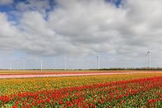 Tulip Fields in Holland-AndreAnita-Photographic Print